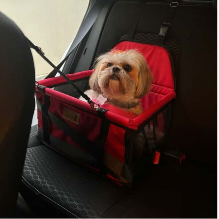 Cadeirinha Cadeira Assento Pet de Carro para Cães Cachorro, gatos Transporte, imagem 1 de 1